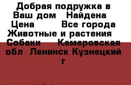 Добрая подружка,в Ваш дом!!!Найдена › Цена ­ 10 - Все города Животные и растения » Собаки   . Кемеровская обл.,Ленинск-Кузнецкий г.